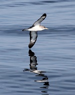 Corys Shearwater