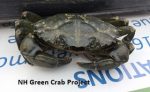 Green crab, courtesy N.H. Green Crab Project