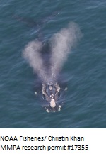 Right Whale / NOAA Fisheries/ Christin Khan / MMPA research permit #17355