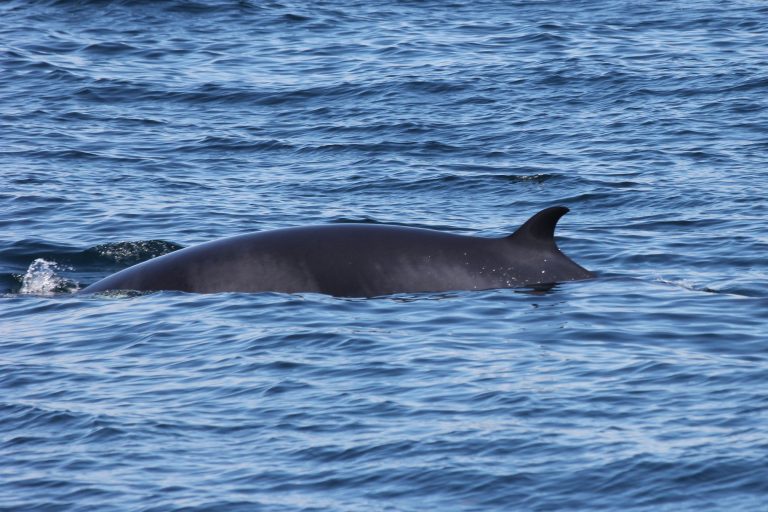 Finke, The Finless Minke Whale – Blue Ocean Society For Marine Conservation