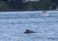 The back of a humpback whale in the Piscataqua River