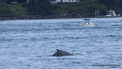 The back of a humpback whale in the Piscataqua River