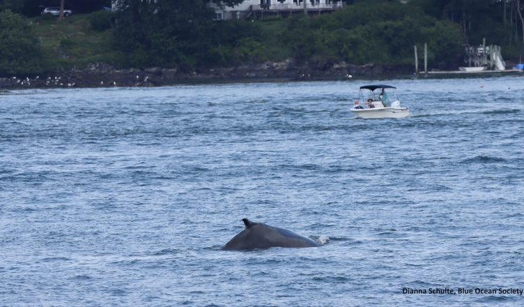 The back of a humpback whale in the Piscataqua River